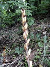 Limodorum-abortivum_плодоношение